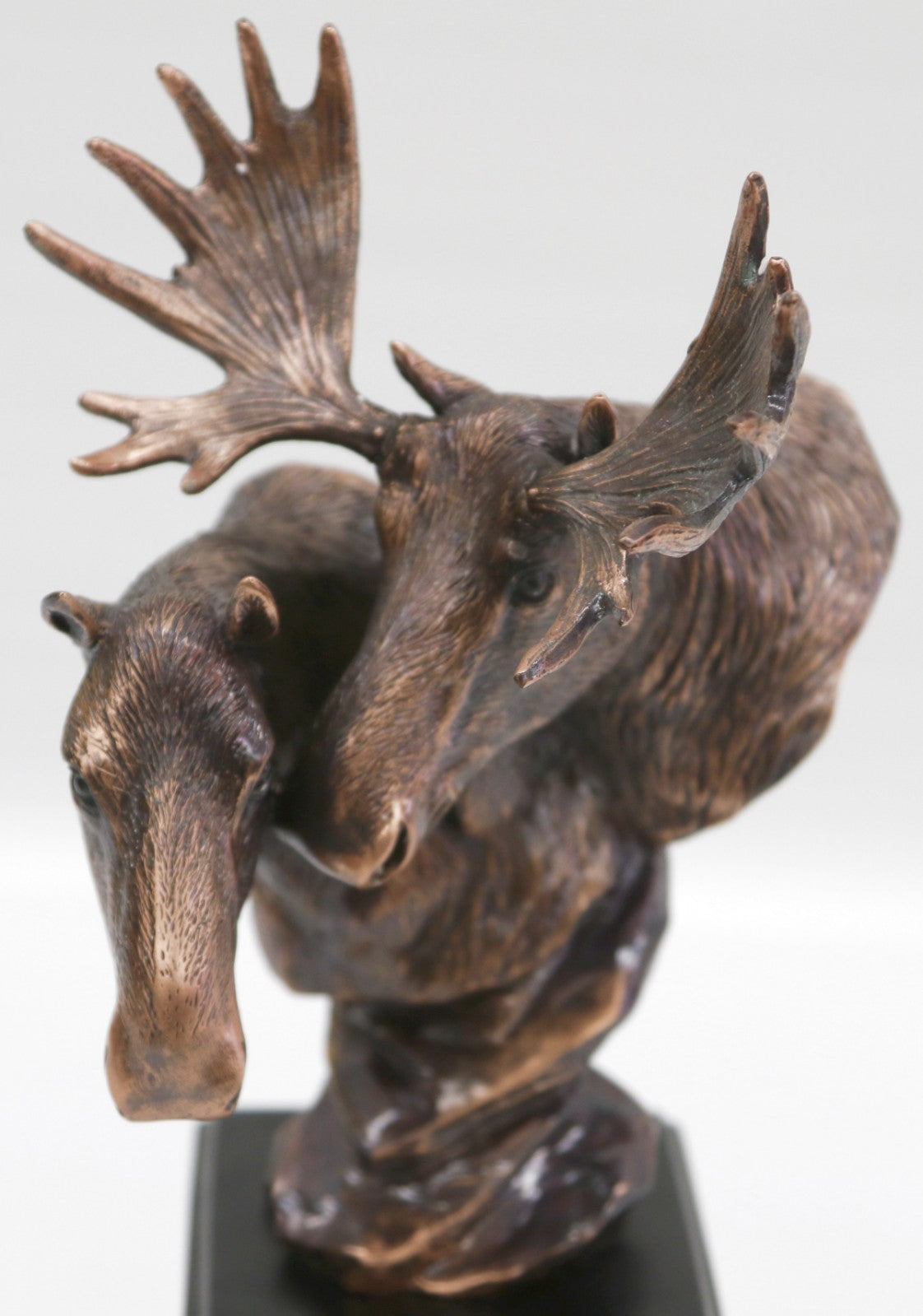 North American Majestic Moose Trophy Head Desk Sculpture by European Finery